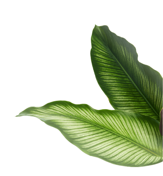 right-leaf-image